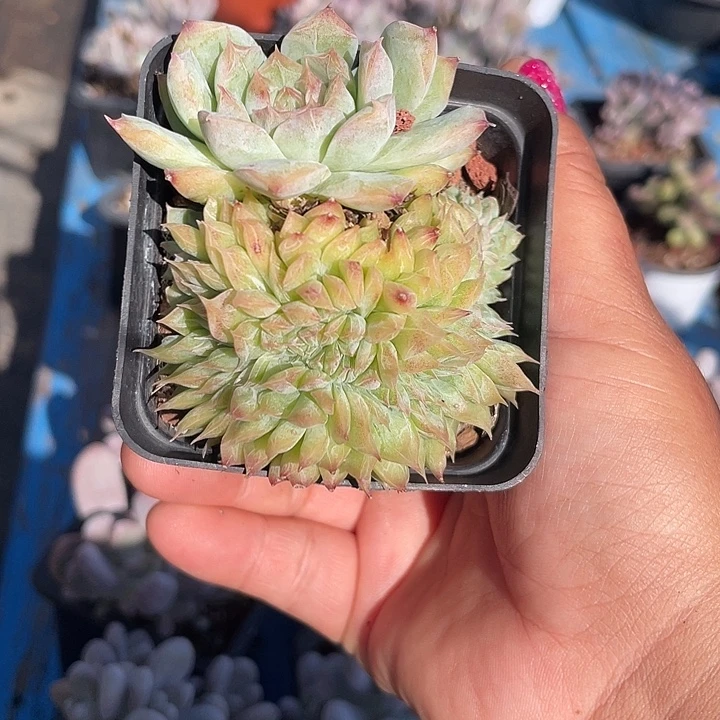 水晶缀化多肉植物