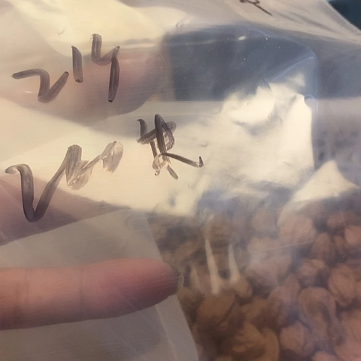 h***◎吊坠桃核24尺寸嵩山蛤蟆