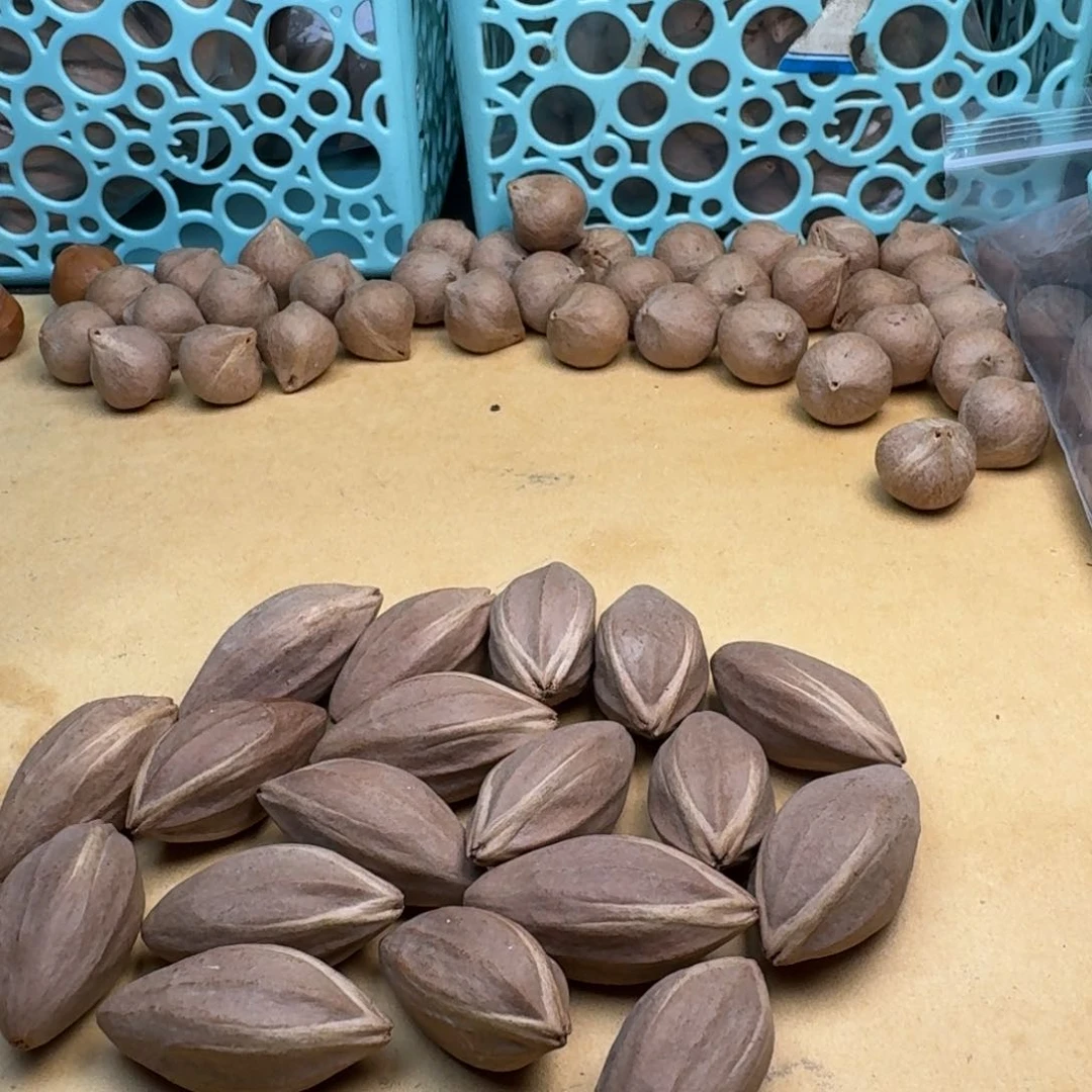 橄榄核手串/手链1