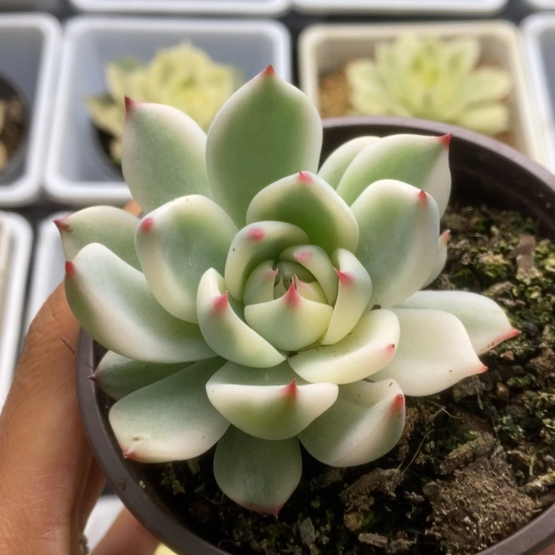 407锦锦锦锦锦锦锦锦锦