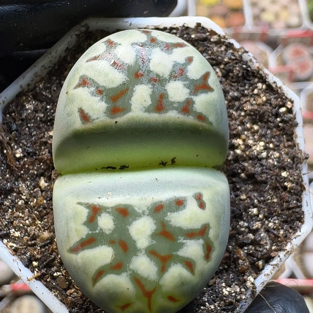 生石花11111。   198