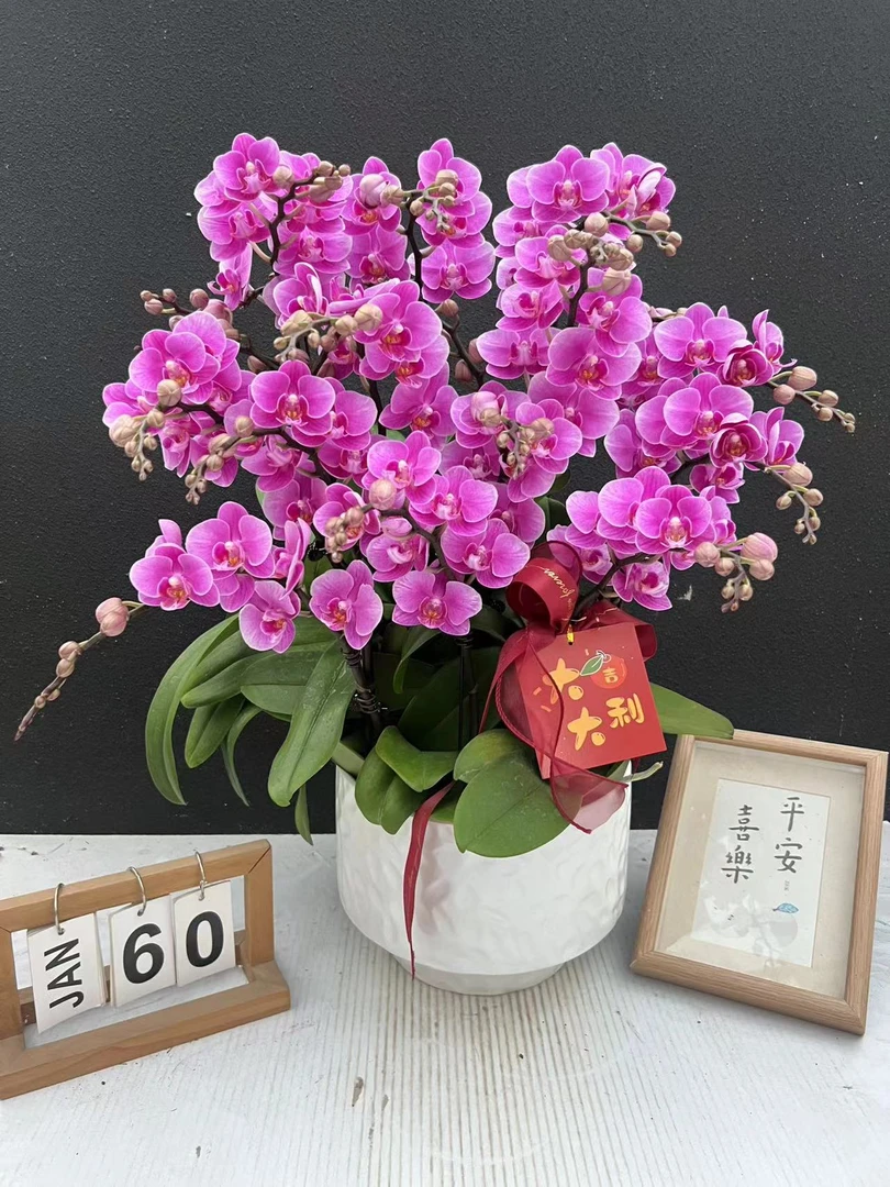 （骄阳公主）桌面款艺术造型蝴蝶兰组盆高端花卉