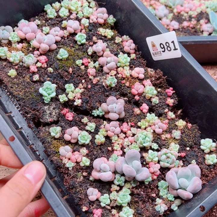 多肉植物多多肉植物