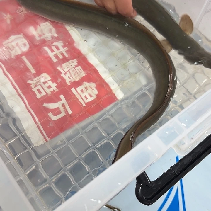 野生鳗鱼包活到家
