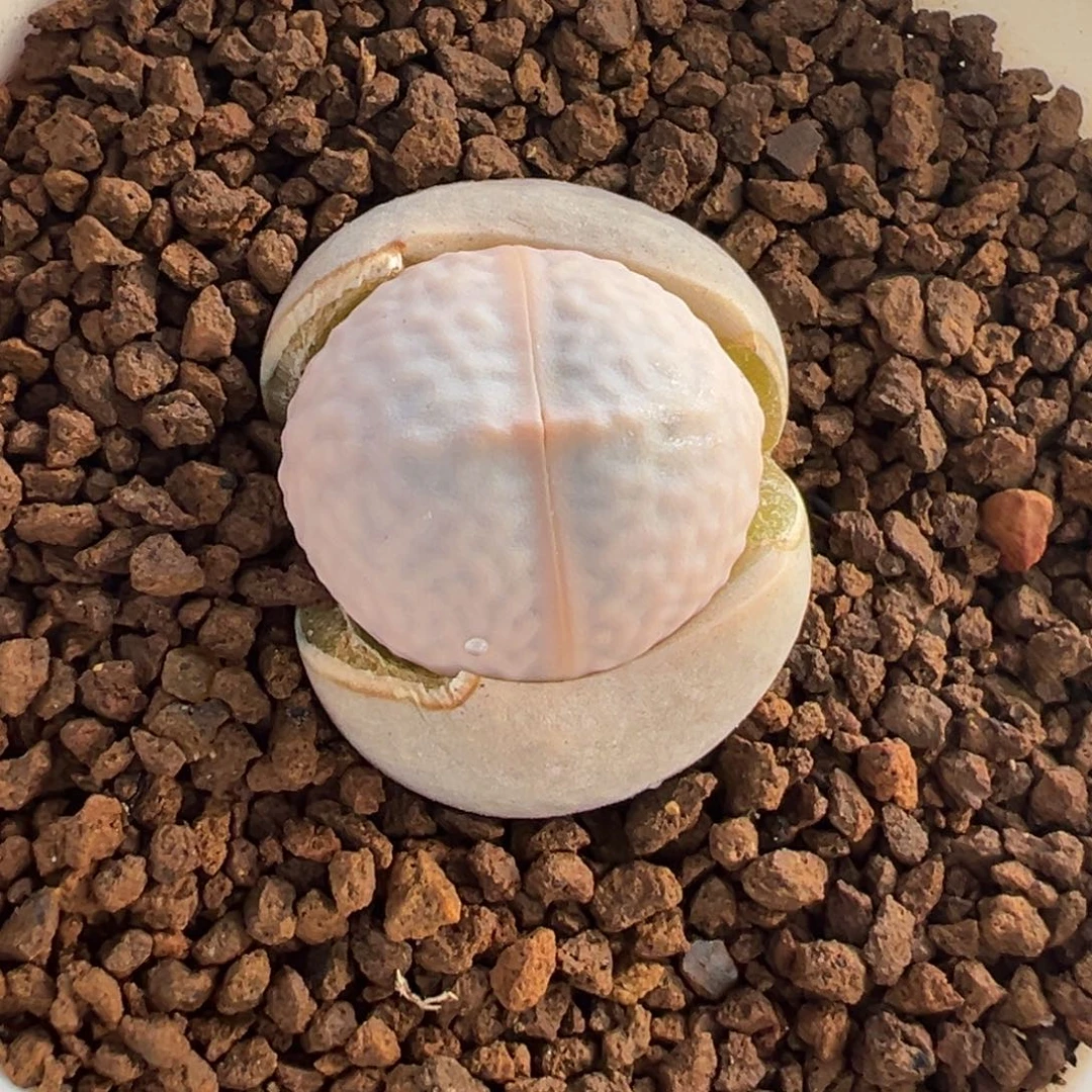 541多肉植物种类多样