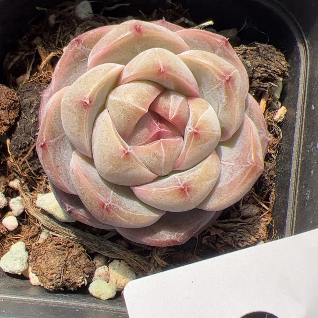 小*嗝789 肉植物组合