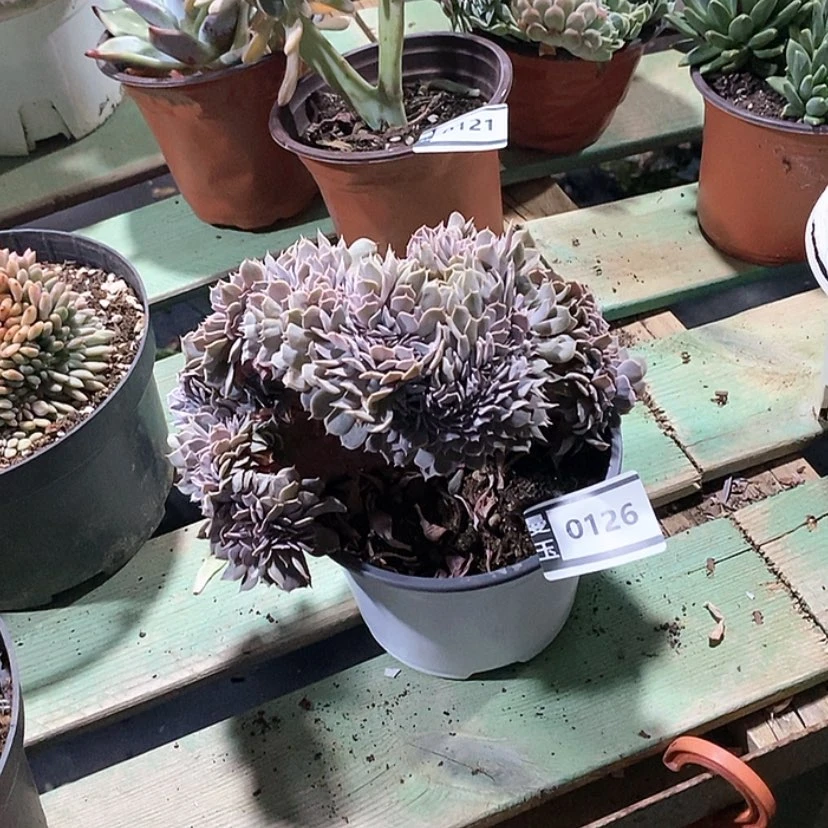 【闪购商品】天赐缀0126