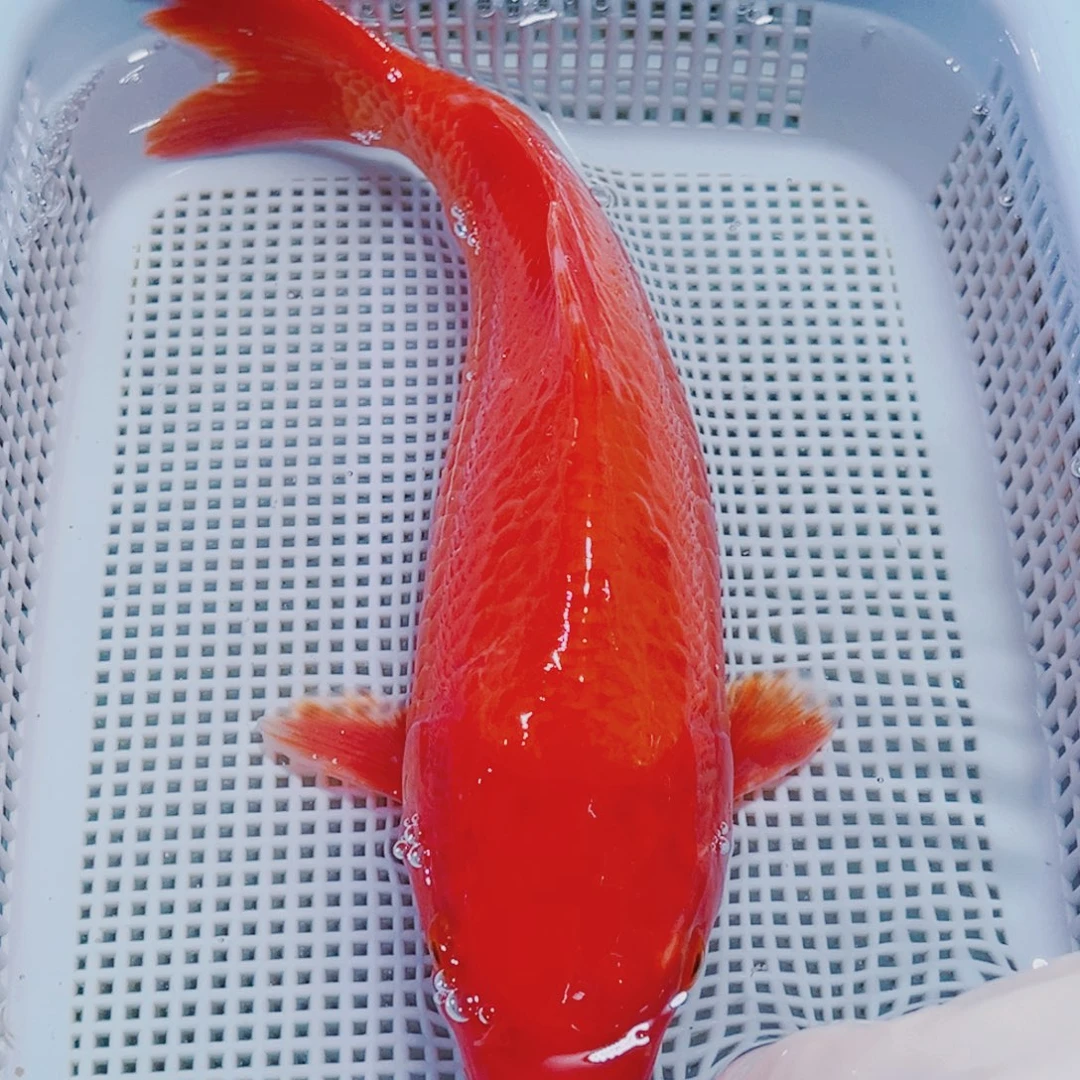 锦鲤24-27 1红锦鲤观赏鱼冷水