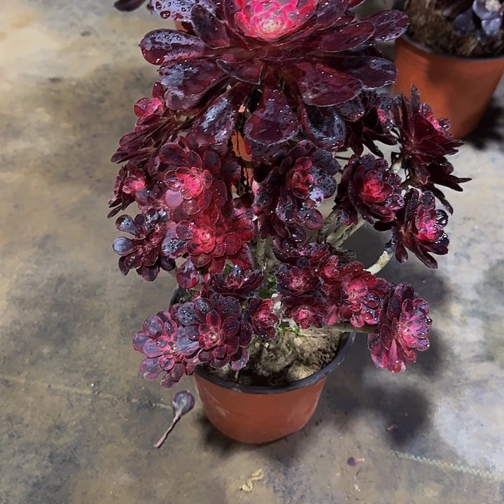 红陶丽娜37800000