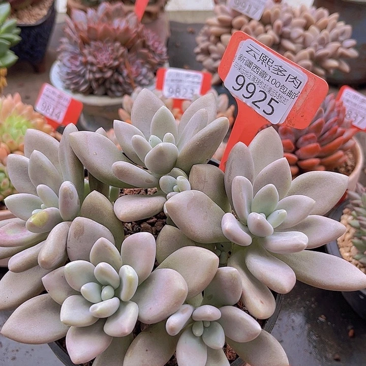 9925原始虞美人。