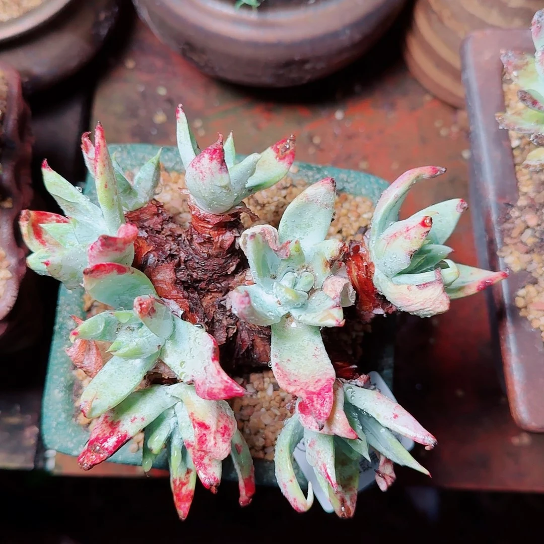 6392苹果雪山仙女杯多肉