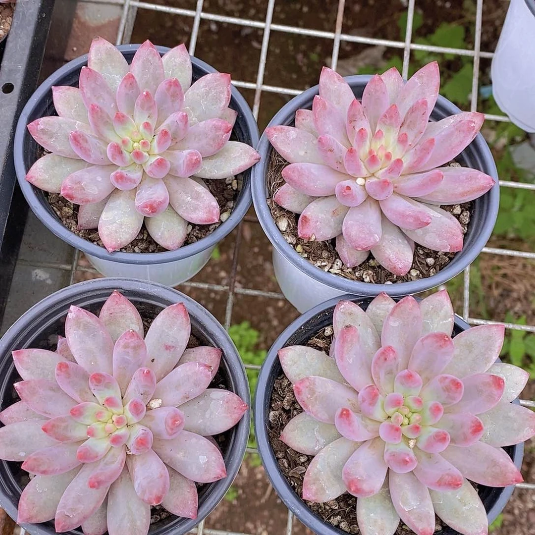 19- 紫虞美人单头一颗量拍