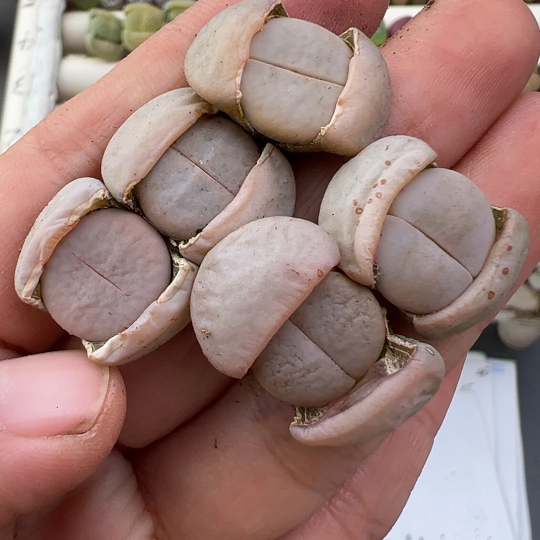 12.24好看的多肉脱土发货692