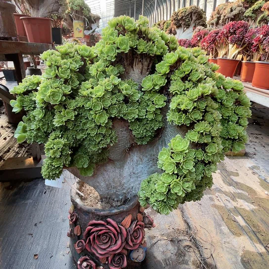 【闪购商品】全部花朵绿羊绒