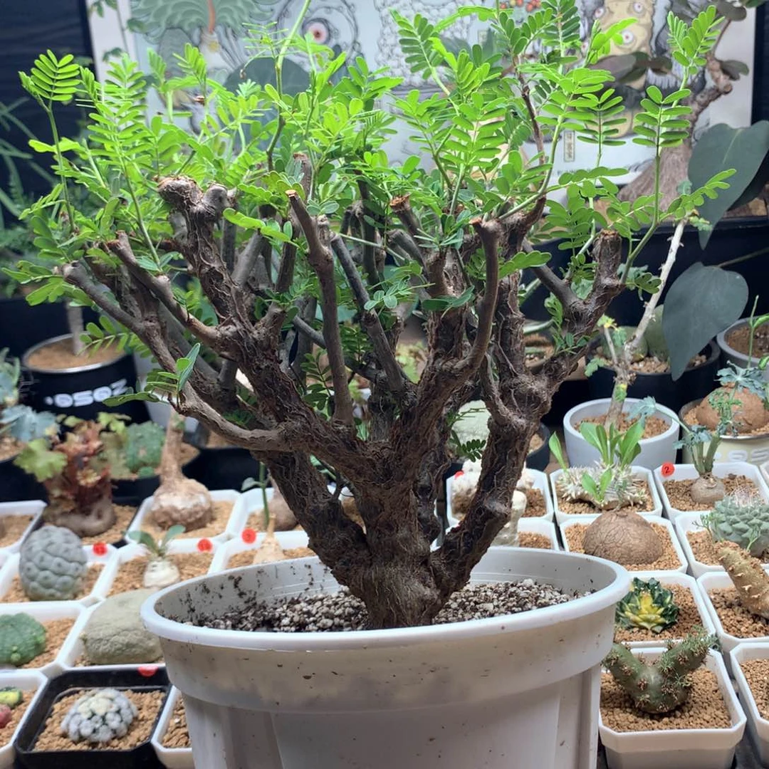 实生大沙漠苏木脱土