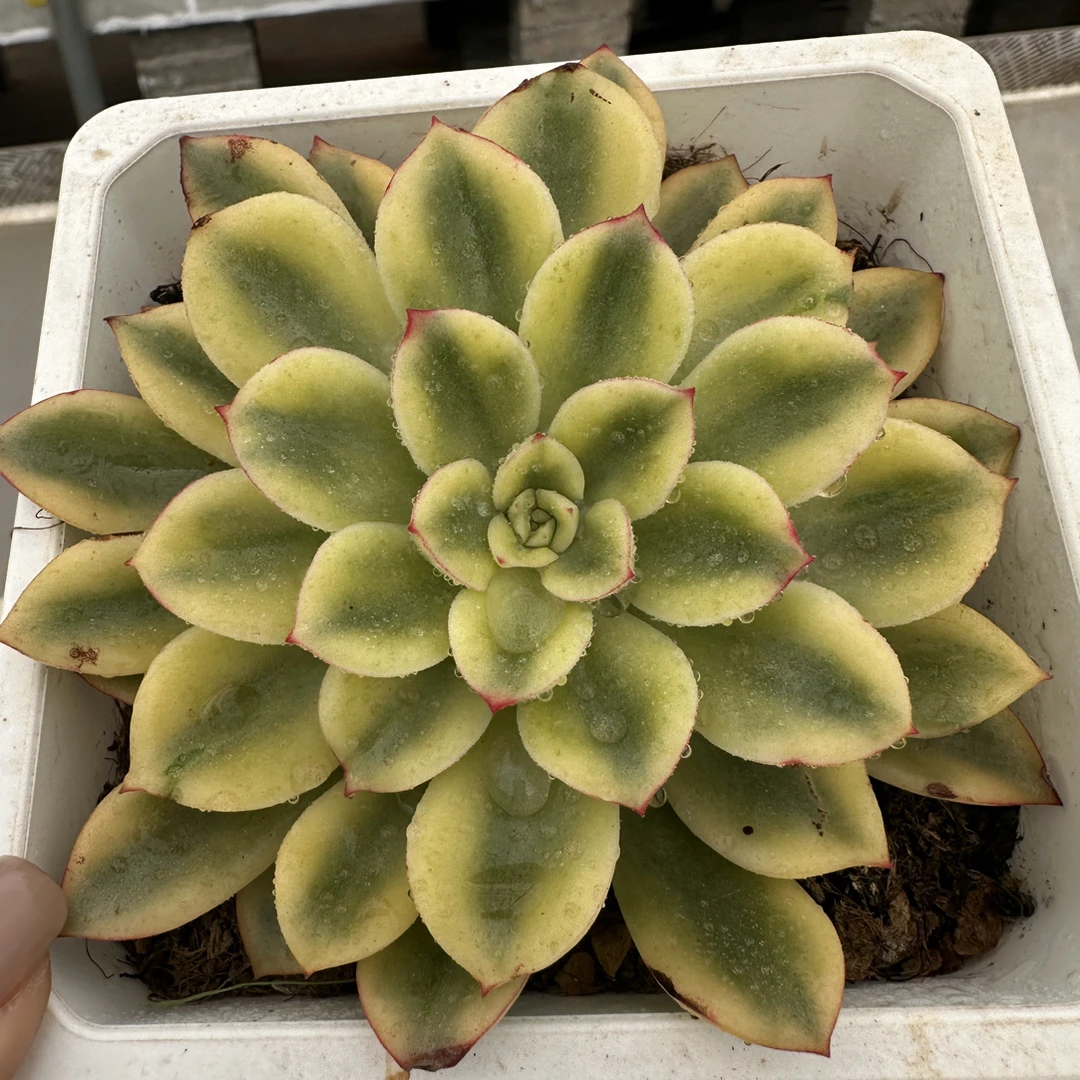 紫梦锦,多肉植物
