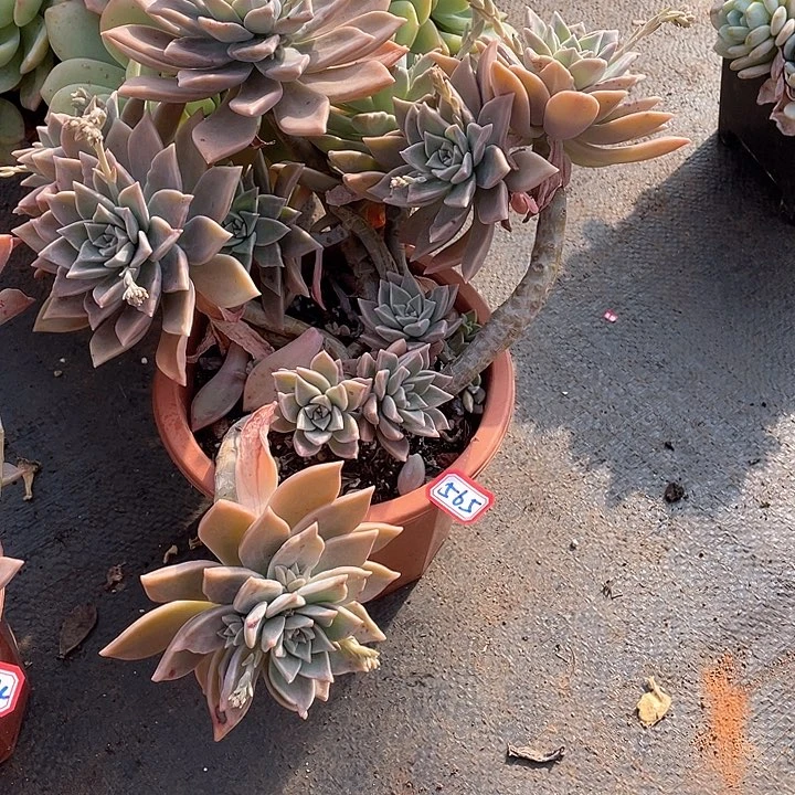 565血色黄昏 一物一拍多肉