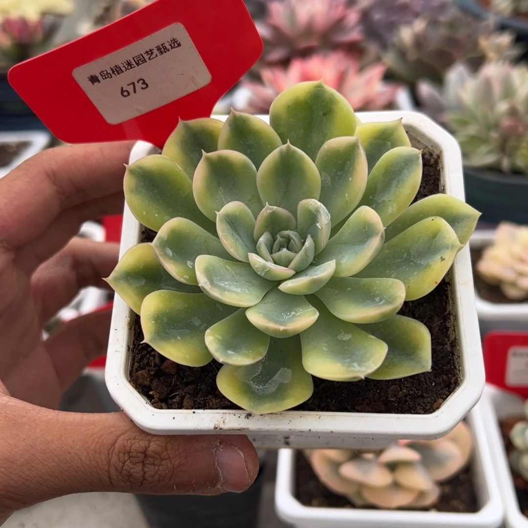 673号抹茶菩提锦多肉