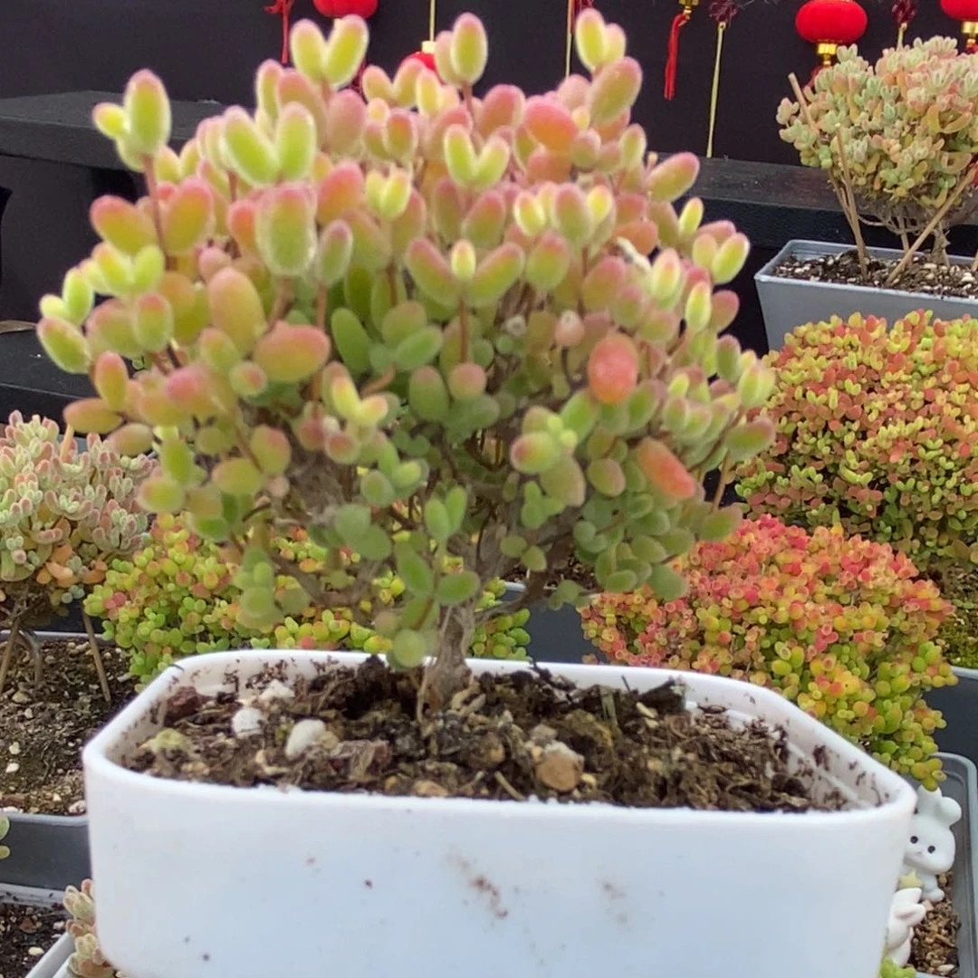 5号蜜橘糖球多肉