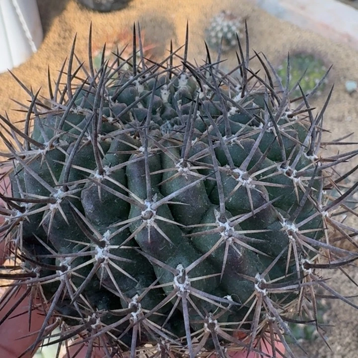 登阳丸有根55555555