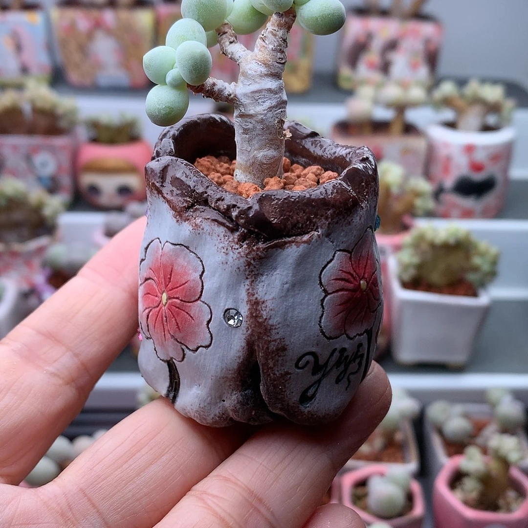 象牙奶酪带盆发货