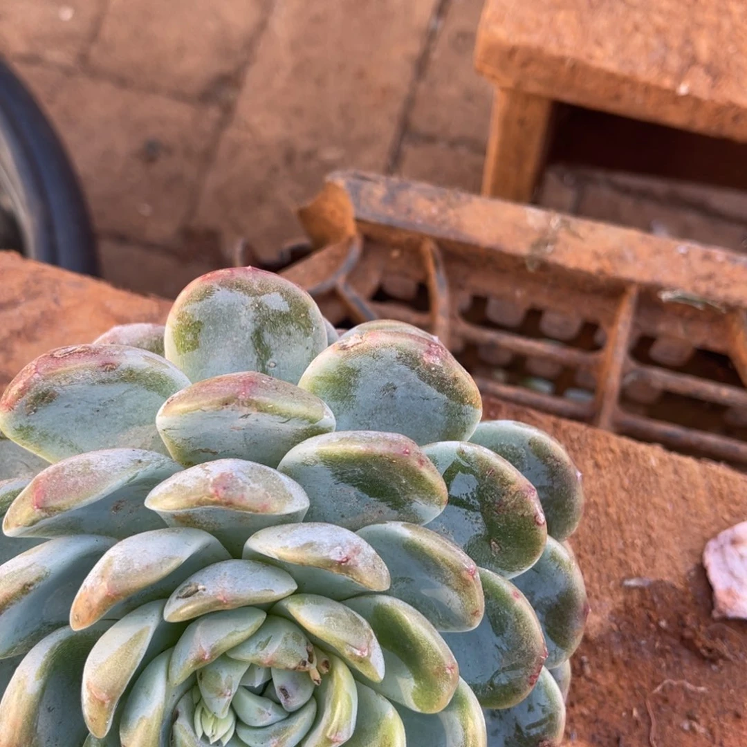 ****2十级福利整装无砍