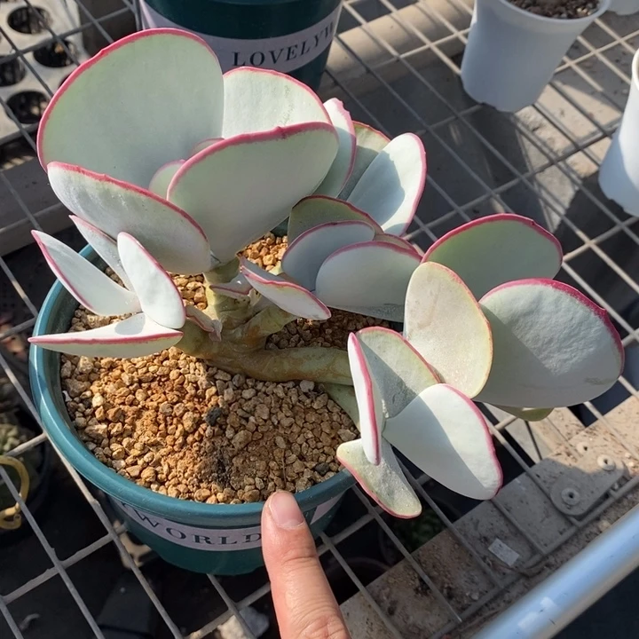 【闪购商品】农**妮白眉大庄多肉植物