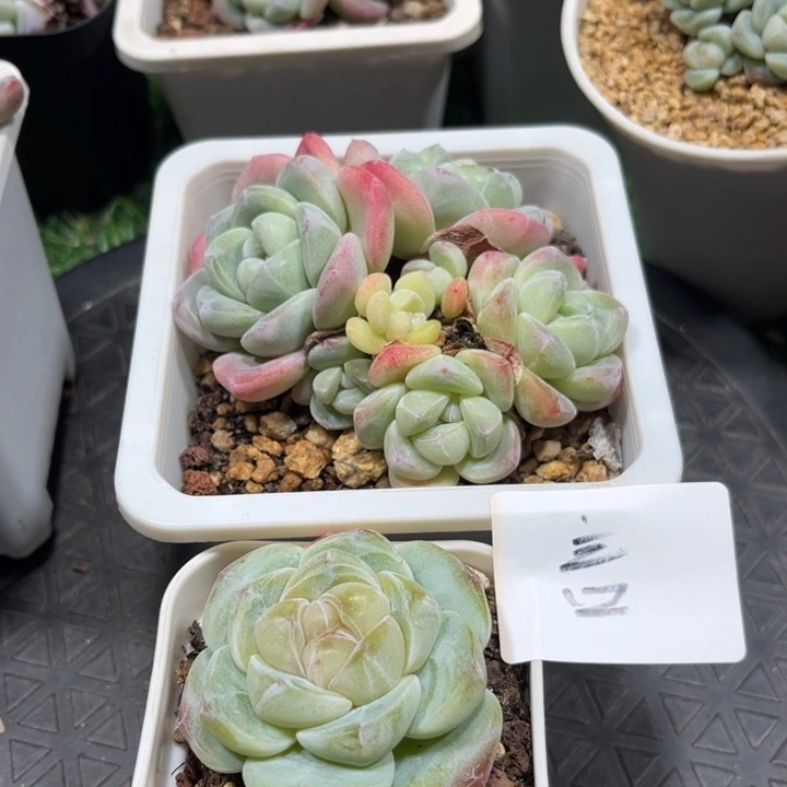 言专拍冰玉两颗多肉