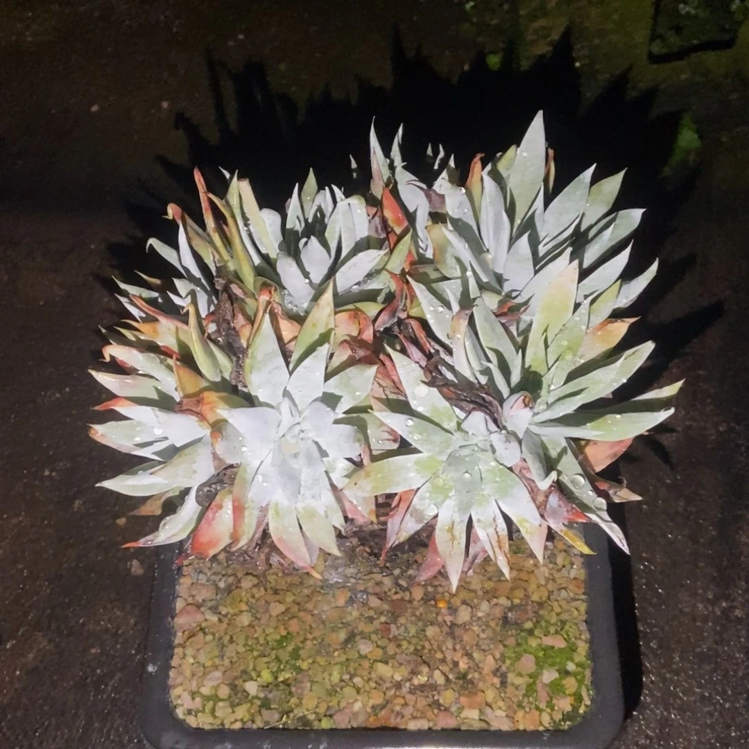 白衣多肉植物啦啦啦