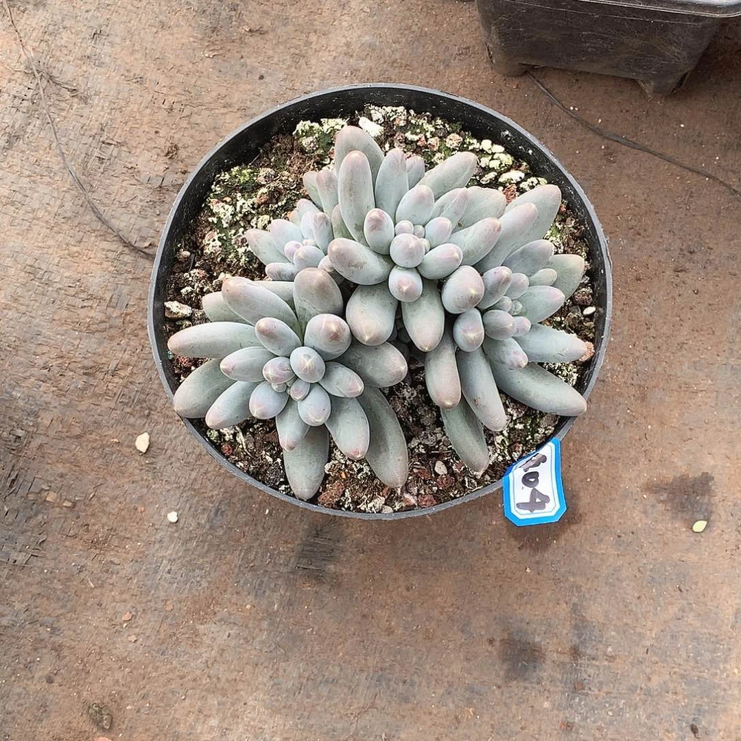 404乌拉奶 一物一拍多肉