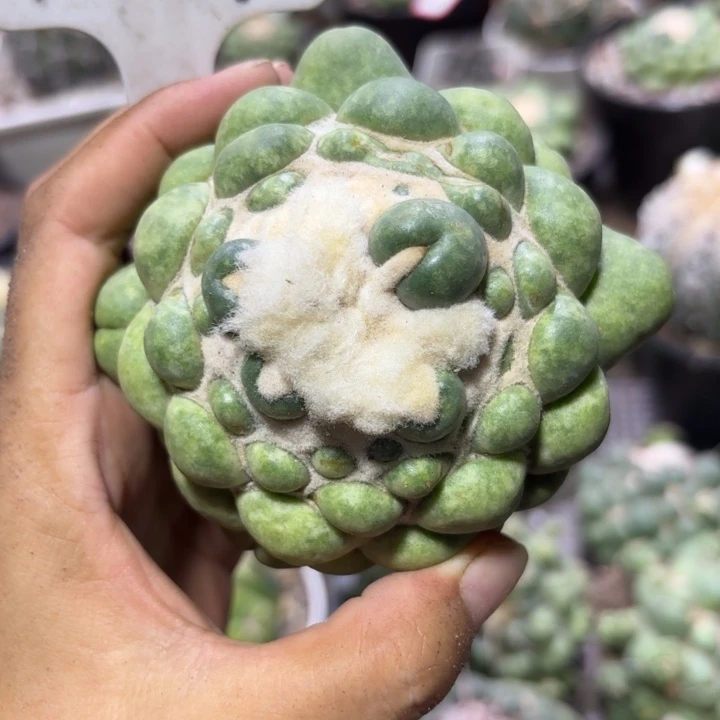 1041无刺象牙好养