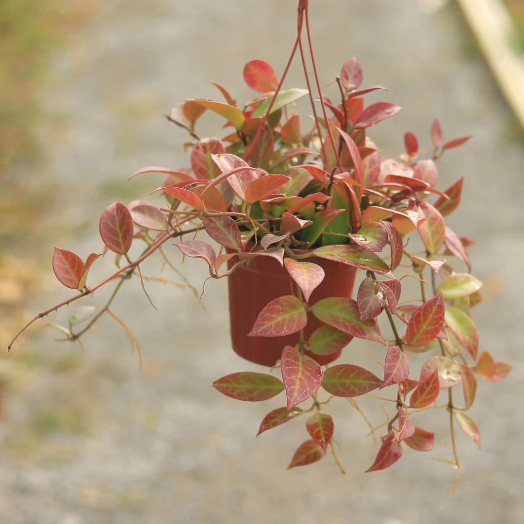 【苏奈球兰】冬天叶片变红,舂节开花耐热新品种花叶文艺球兰大苗