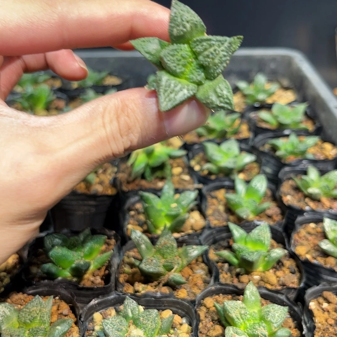 3.6cm实生好基因哥斯拉