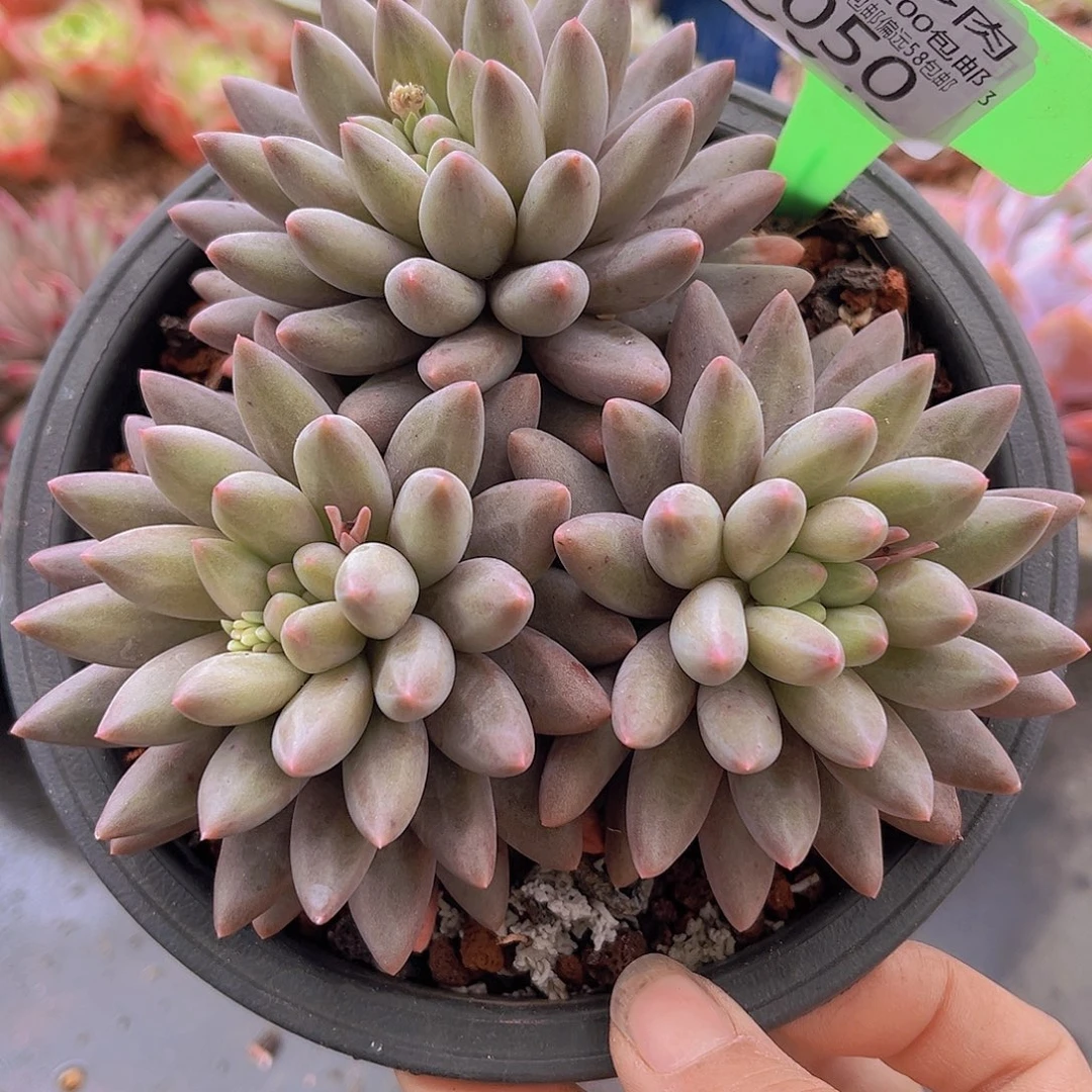 4050水晶球多肉植物