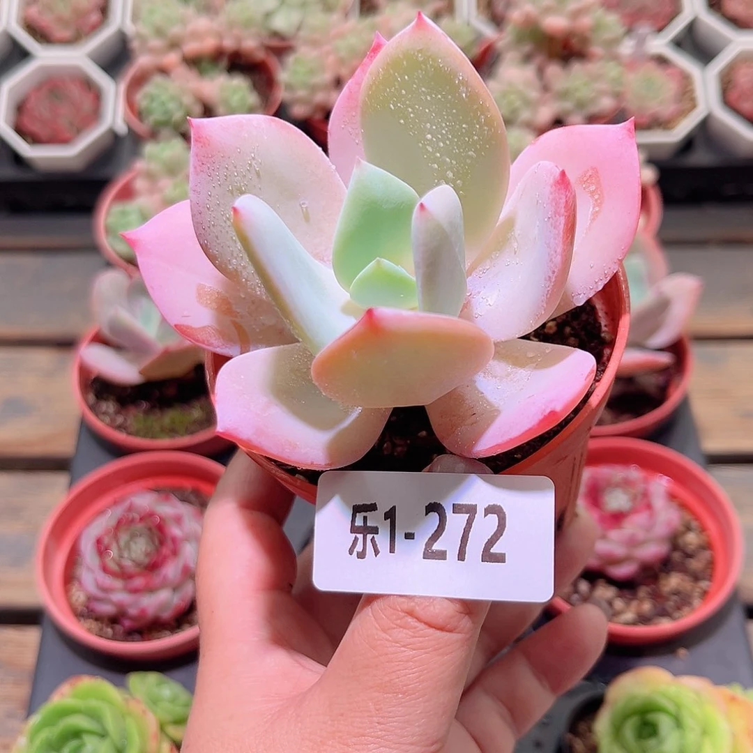 乐然1-272 白凤单头