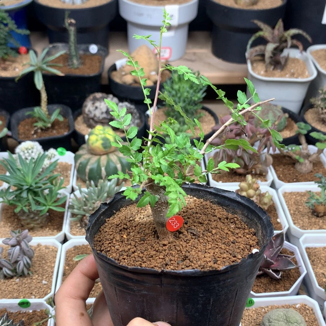 李*米尼勒达乳香带盆