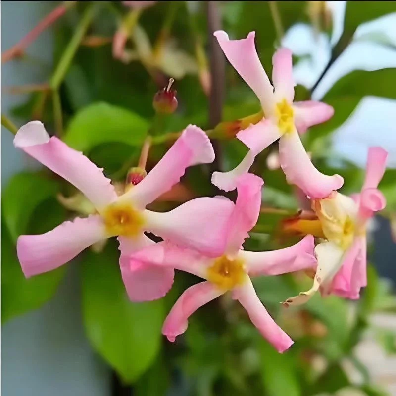 粉色风车茉莉盆栽大苗懒好养藤爬藤花卉耐寒阳台盆栽植物四季开花
