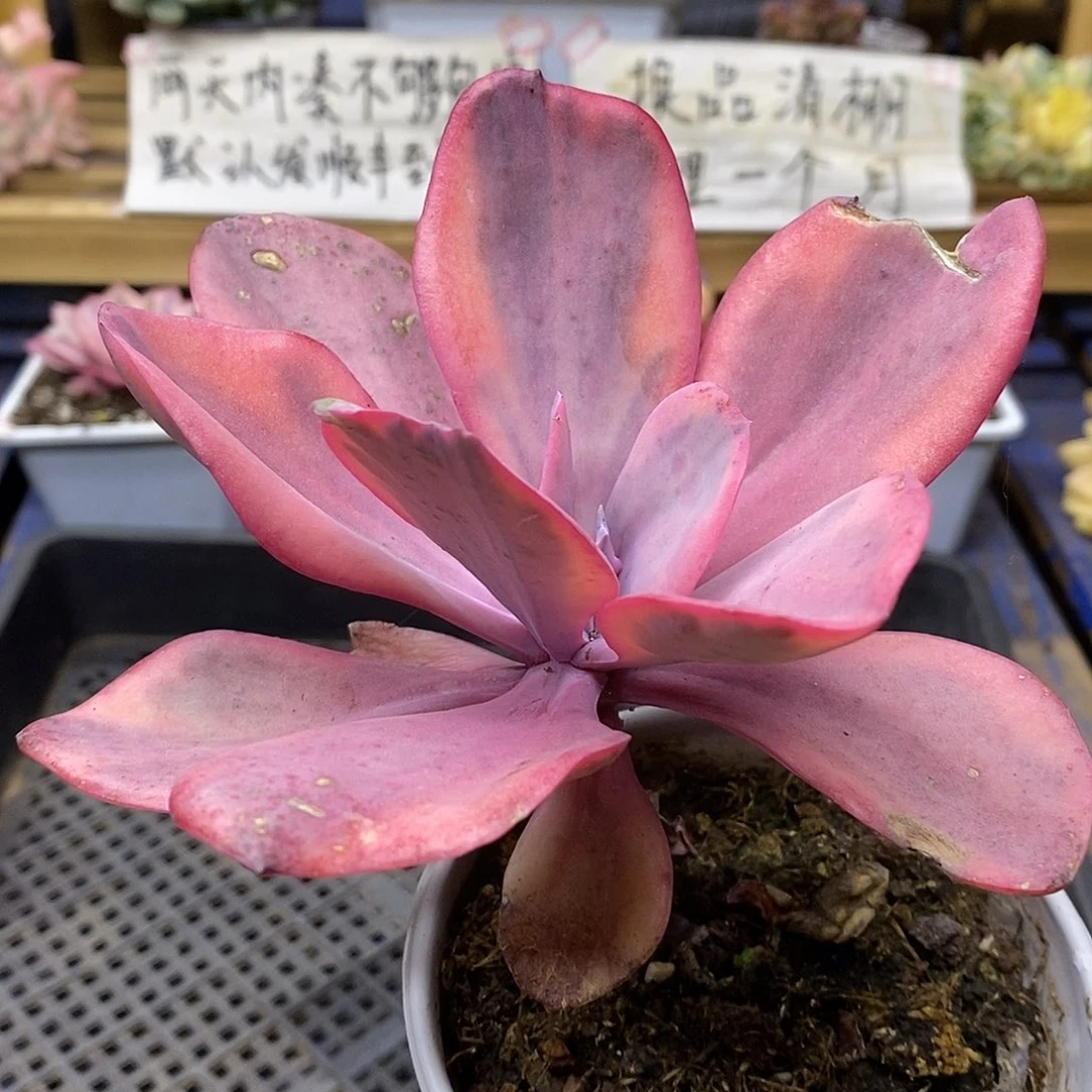 27130 天使之翼锦