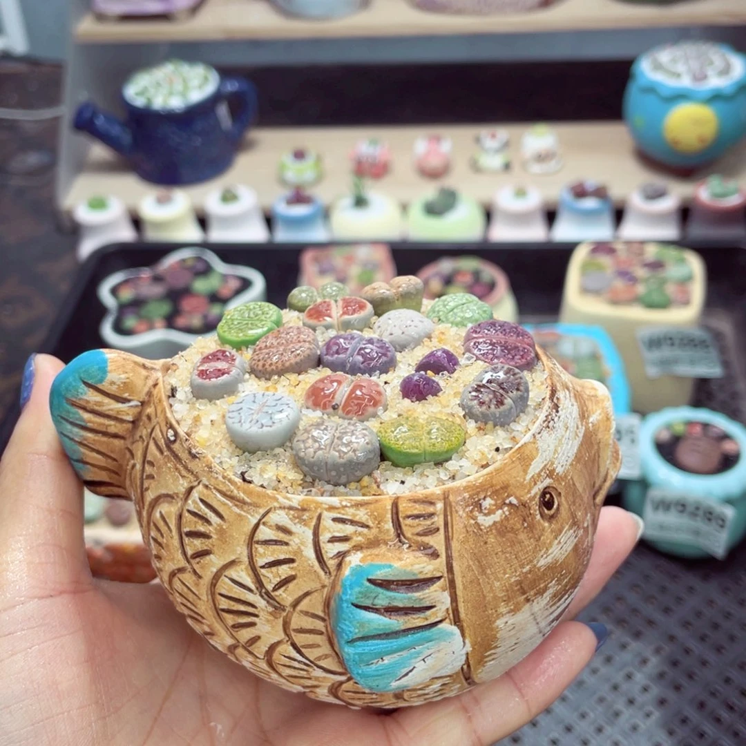 成品带盆土发货w9298