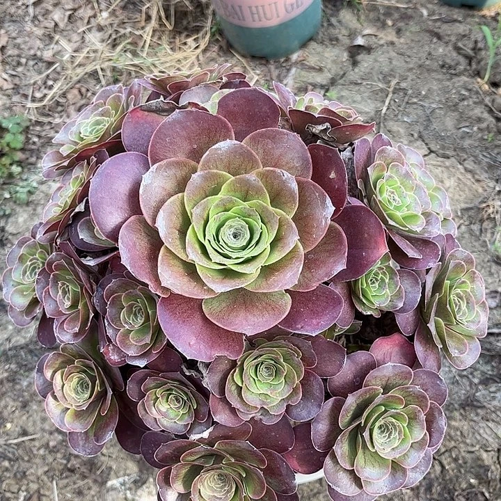 多肉植物瑰金玫瑰18号