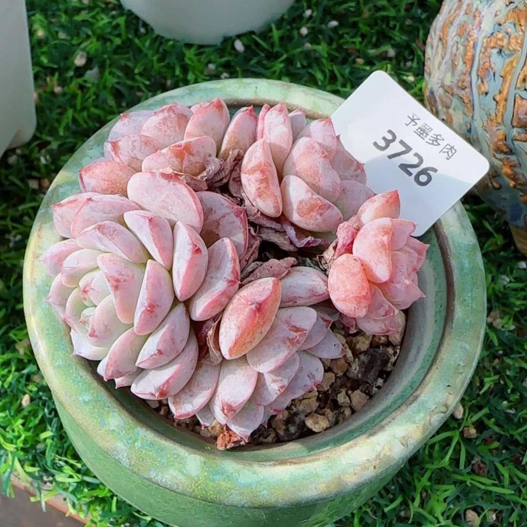 雪颜冰魄群，3726多肉植物