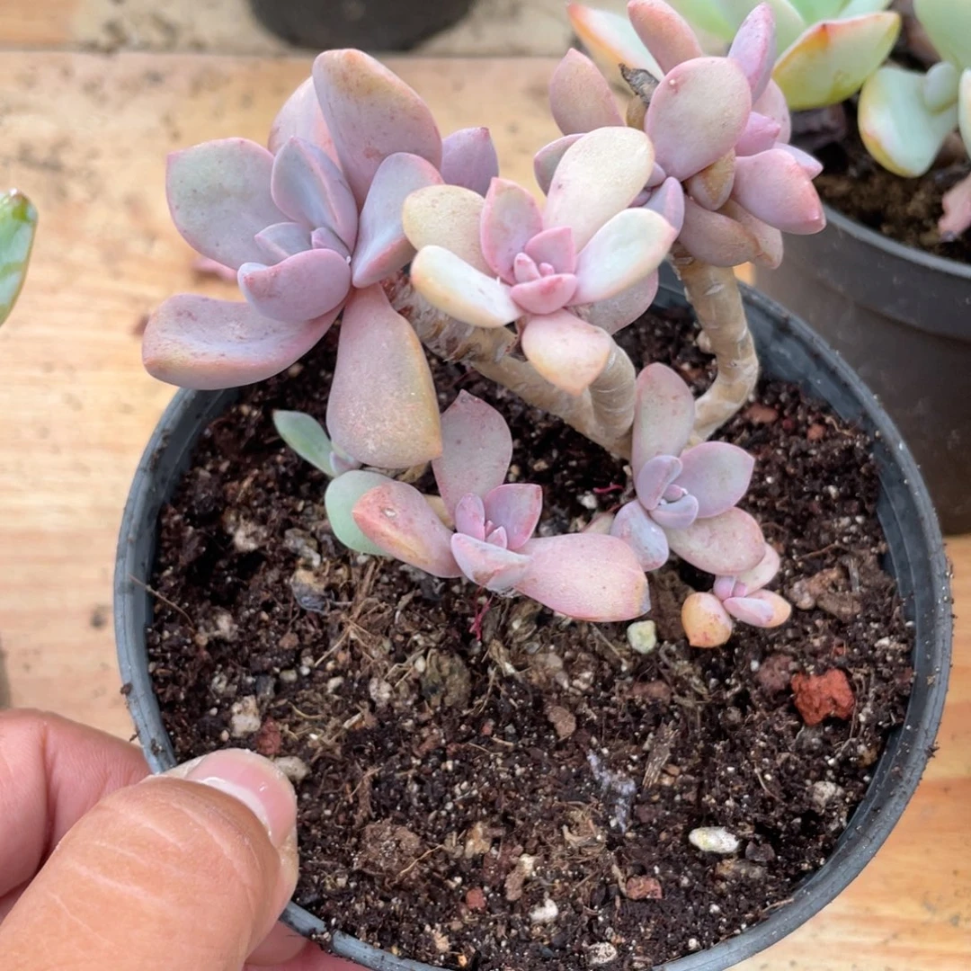 人***见0932  彩虹糖 六月六