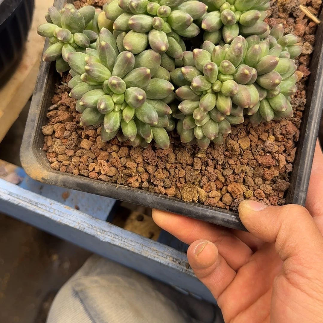 千代田缀化多肉植物 0000