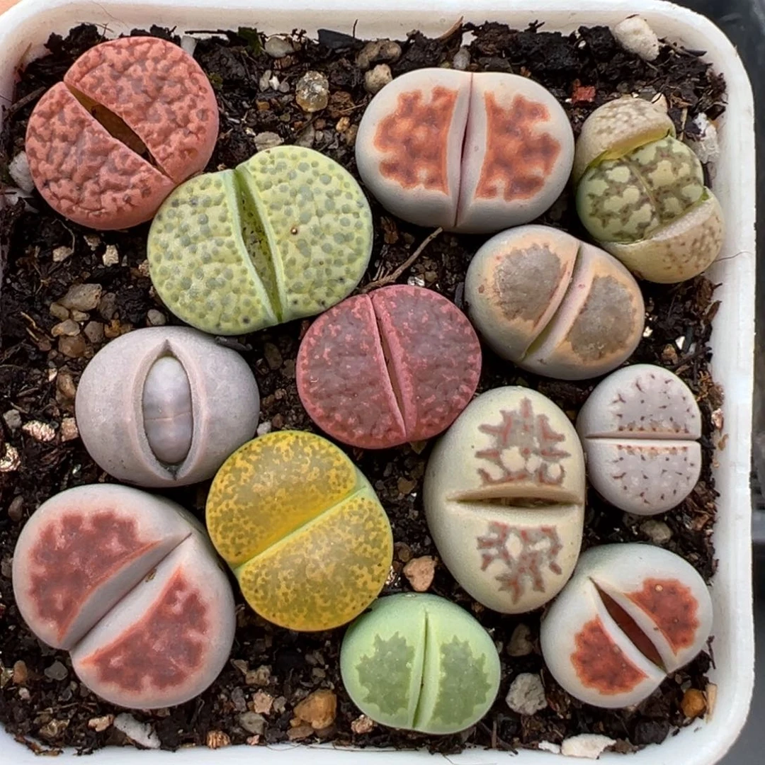 1.27好看的多肉905