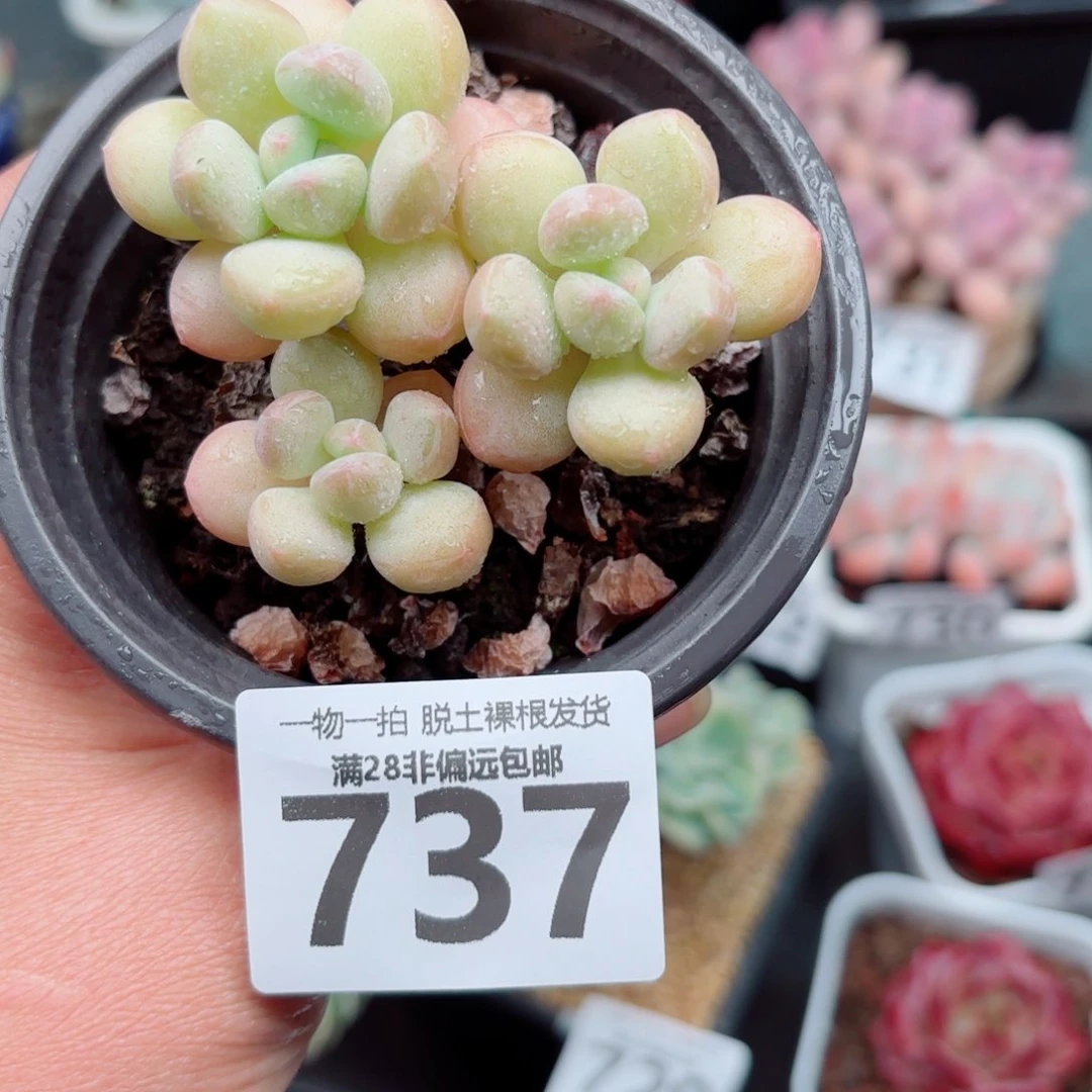 萤火虫奶整群多肉多