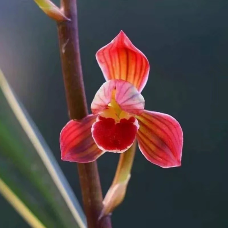 兰花墨兰东方红神荷3苗1花培育盆发货，好养易活易开花，室内外可养