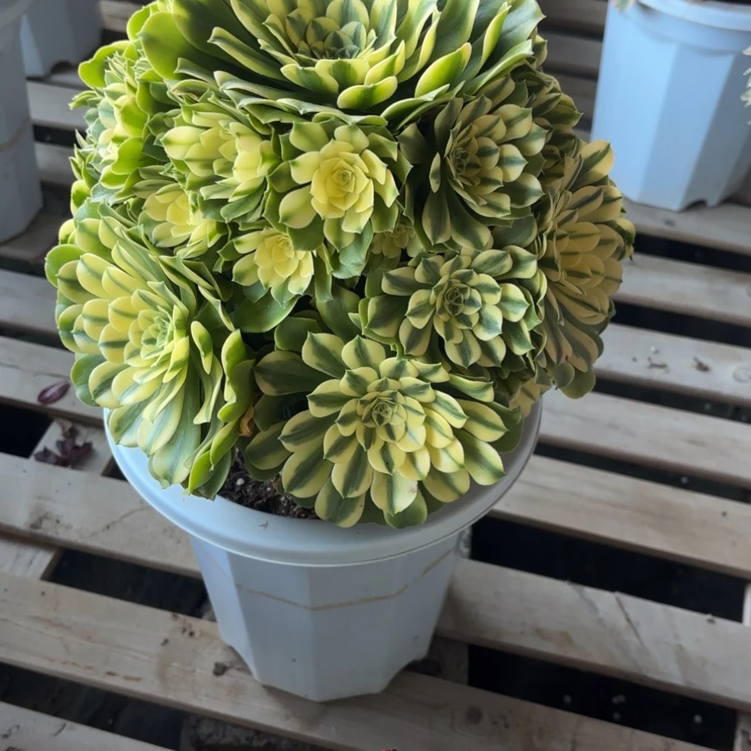 静花好月又圆202522