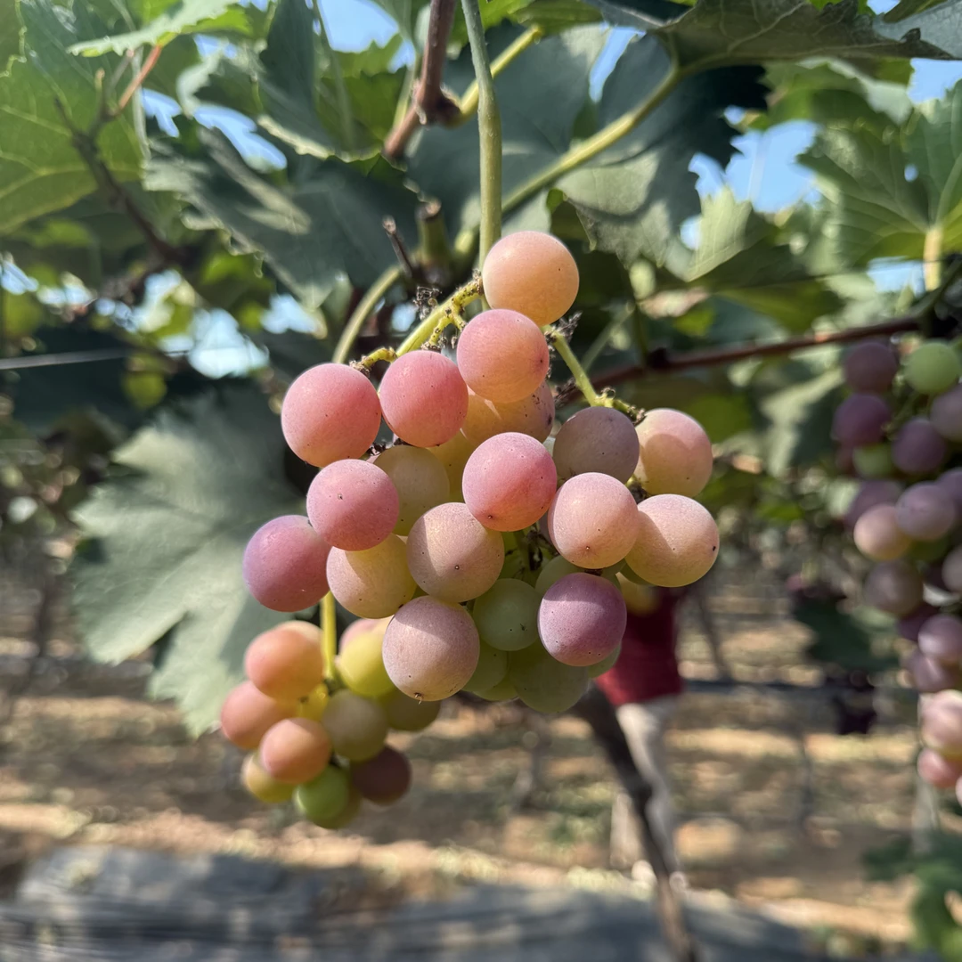 玫瑰香葡萄.自然成熟.花香味浓郁.箱装葡萄.顺丰包邮