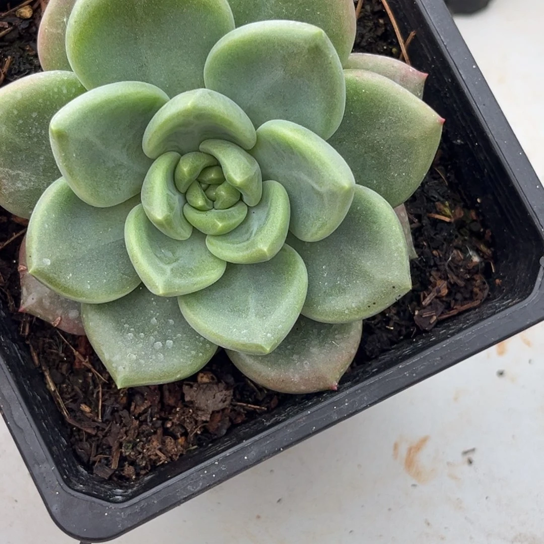 美人系优选多肉植物884