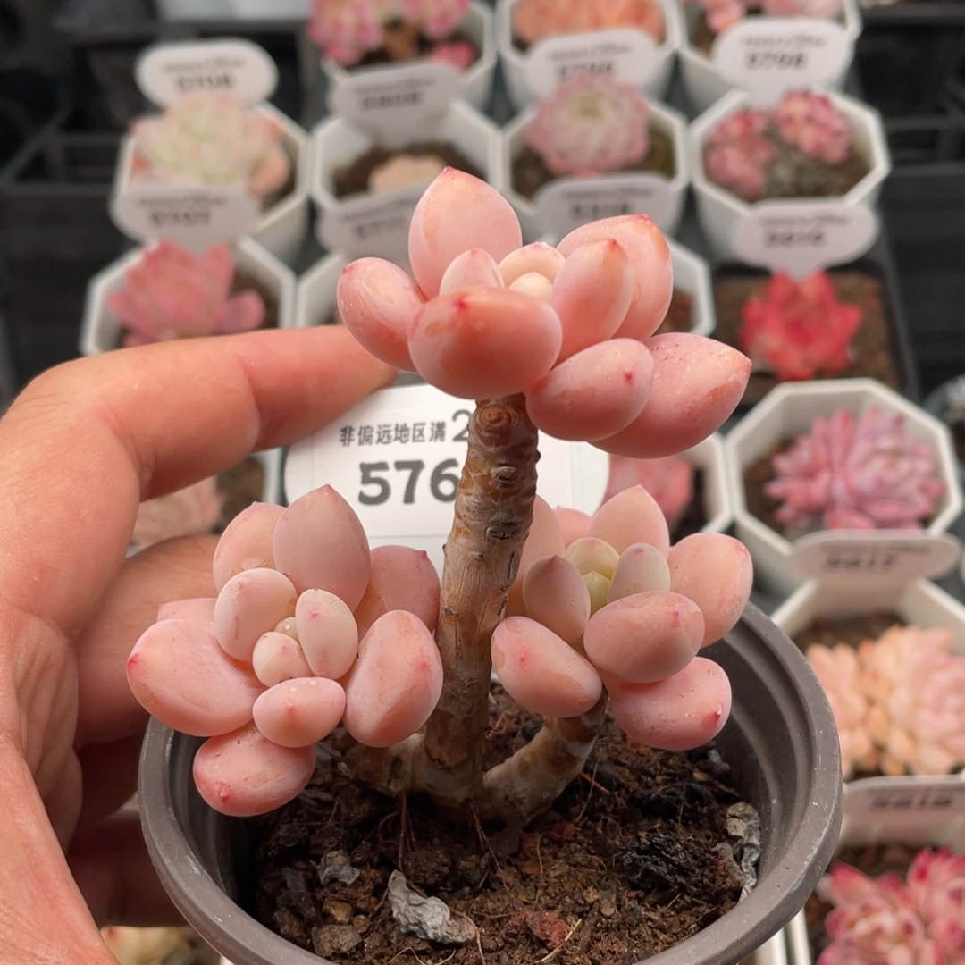 樱花洛神5769-7.5厘米